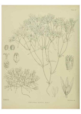Reproducción/Reproduction 23864103341: Illustrations of the New Zealand flora /. Wellington :John Mackay, Govt. Printer,1914.