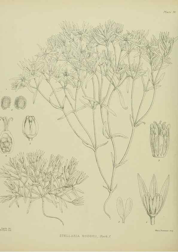Reproducción/Reproduction 23864103341: Illustrations of the New Zealand flora /. Wellington :John Mackay, Govt. Printer,1914.