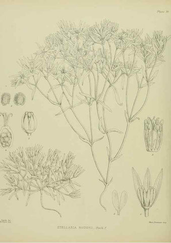 Reproducción/Reproduction 23864103341: Illustrations of the New Zealand flora /. Wellington :John Mackay, Govt. Printer,1914.