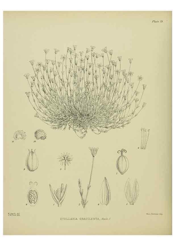 Reproducción/Reproduction 23578741839: Illustrations of the New Zealand flora /. Wellington :John Mackay, Govt. Printer,1914.
