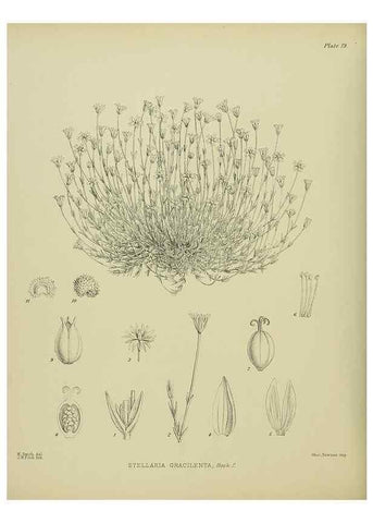 Reproducción/Reproduction 23578741839: Illustrations of the New Zealand flora /. Wellington :John Mackay, Govt. Printer,1914.