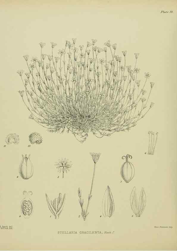 Reproducción/Reproduction 23578741839: Illustrations of the New Zealand flora /. Wellington :John Mackay, Govt. Printer,1914.