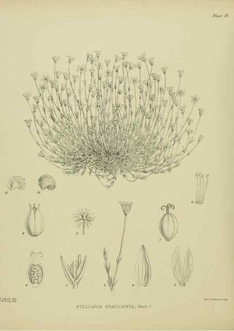 Reproducción/Reproduction 23578741839: Illustrations of the New Zealand flora /. Wellington :John Mackay, Govt. Printer,1914.