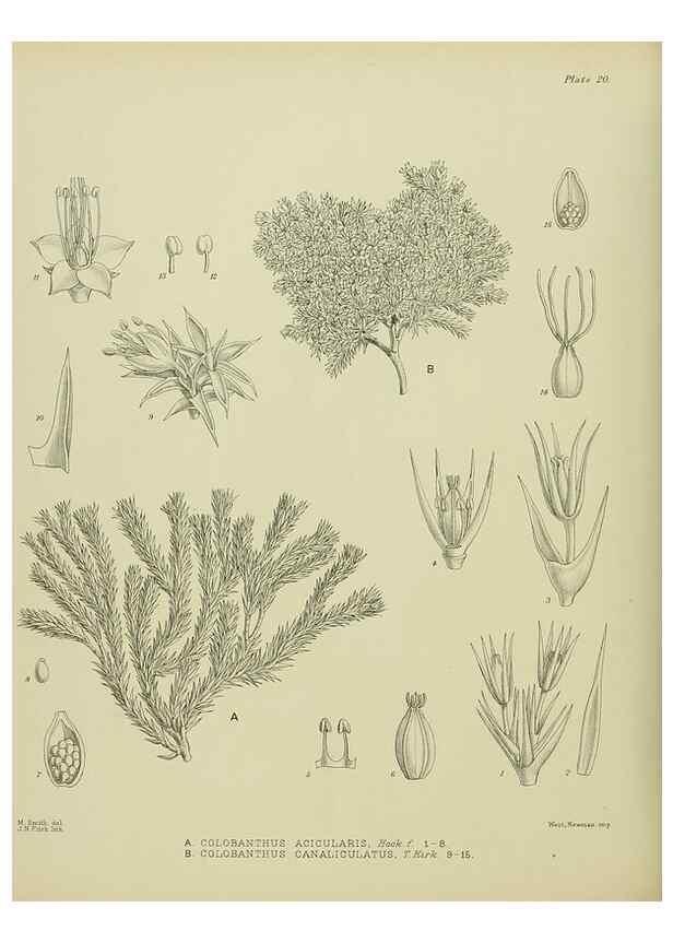 Reproducción/Reproduction 23864110941: Illustrations of the New Zealand flora /. Wellington :John Mackay, Govt. Printer,1914.