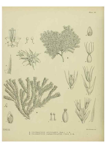 Reproducción/Reproduction 23864110941: Illustrations of the New Zealand flora /. Wellington :John Mackay, Govt. Printer,1914.