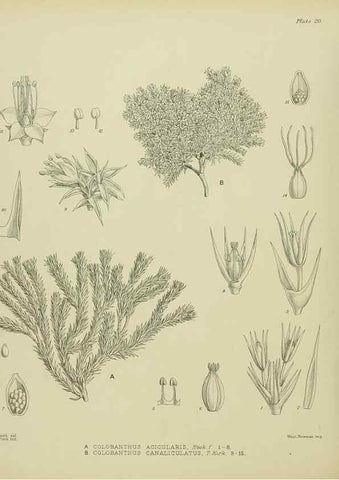 Reproducción/Reproduction 23864110941: Illustrations of the New Zealand flora /. Wellington :John Mackay, Govt. Printer,1914.