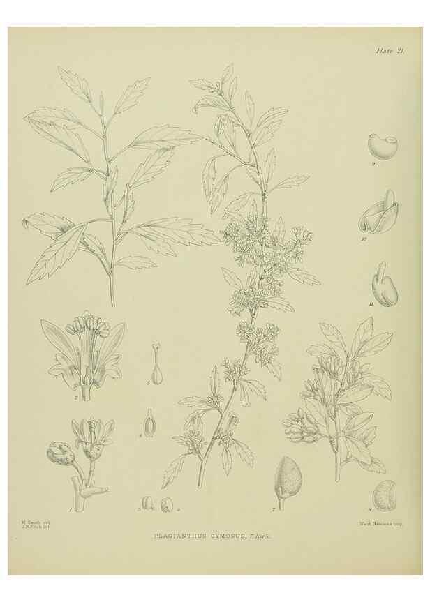 Reproducción/Reproduction 23650957280: Illustrations of the New Zealand flora /. Wellington :John Mackay, Govt. Printer,1914.