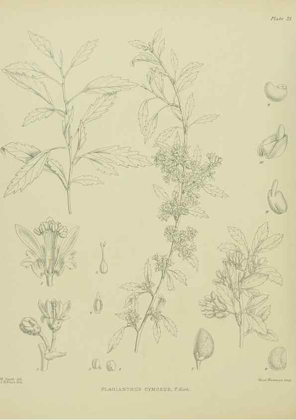 Reproducción/Reproduction 23650957280: Illustrations of the New Zealand flora /. Wellington :John Mackay, Govt. Printer,1914.
