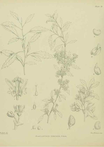 Reproducción/Reproduction 23650957280: Illustrations of the New Zealand flora /. Wellington :John Mackay, Govt. Printer,1914.