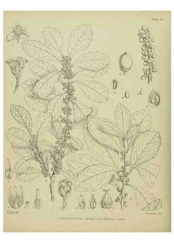 Reproducción/Reproduction 23319813443: Illustrations of the New Zealand flora /. Wellington :John Mackay, Govt. Printer,1914.