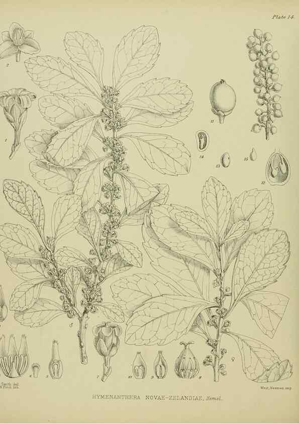 Reproducción/Reproduction 23319813443: Illustrations of the New Zealand flora /. Wellington :John Mackay, Govt. Printer,1914.