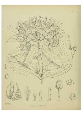 Reproducción/Reproduction 23651024500: Illustrations of the New Zealand flora /. Wellington :John Mackay, Govt. Printer,1914.
