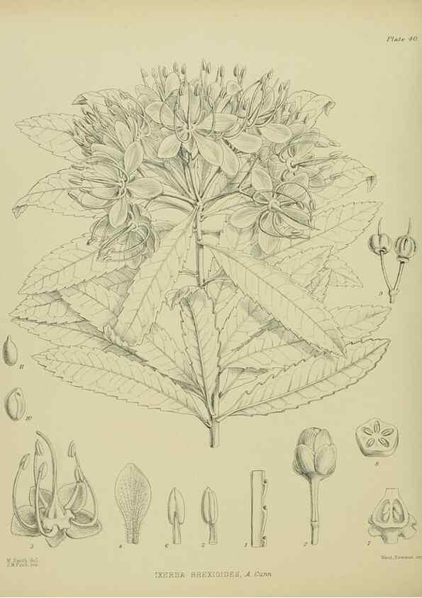 Reproducción/Reproduction 23651024500: Illustrations of the New Zealand flora /. Wellington :John Mackay, Govt. Printer,1914.