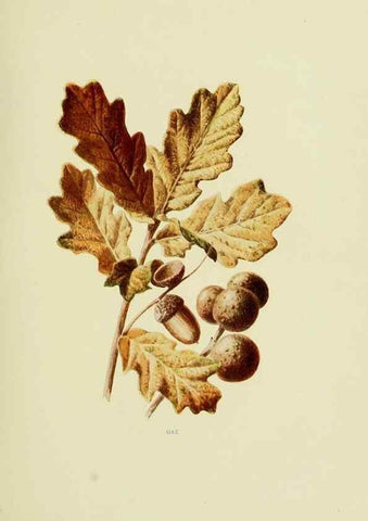 Reproducción/Reproduction 22406406818: Wild fruits of the country-side,. London :Hutchinson,1902.