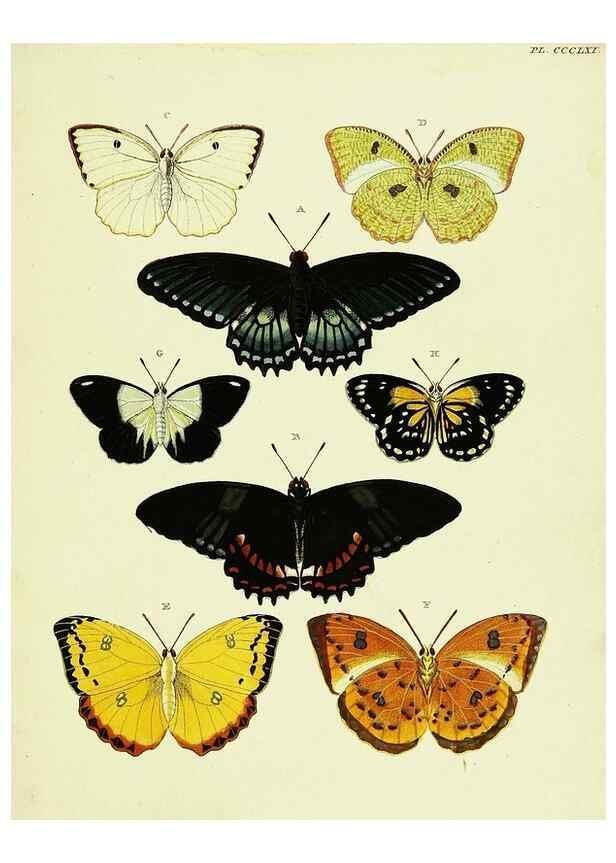 Reproducción/Reproduction 22621845181: De uitlandsche kapellen voorkomende in de drie waereld-deelen, Asia, Africa en America,. Amsteldam,Chez S. J. Baalde;1779-1782.