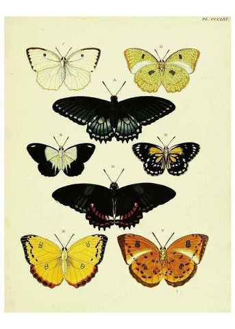 Reproducción/Reproduction 22621845181: De uitlandsche kapellen voorkomende in de drie waereld-deelen, Asia, Africa en America,. Amsteldam,Chez S. J. Baalde;1779-1782.