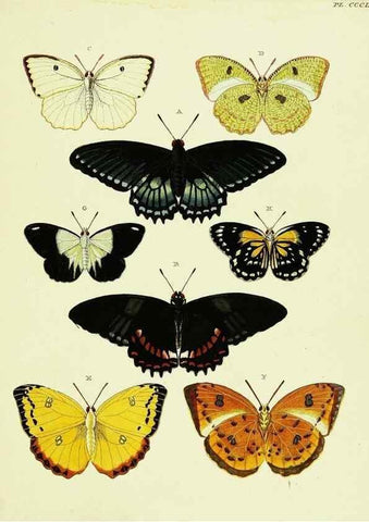 Reproducción/Reproduction 22621845181: De uitlandsche kapellen voorkomende in de drie waereld-deelen, Asia, Africa en America,. Amsteldam,Chez S. J. Baalde;1779-1782.