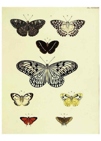 Reproducción/Reproduction 22584617076: De uitlandsche kapellen voorkomende in de drie waereld-deelen, Asia, Africa en America,. Amsteldam,Chez S. J. Baalde;1779-1782.