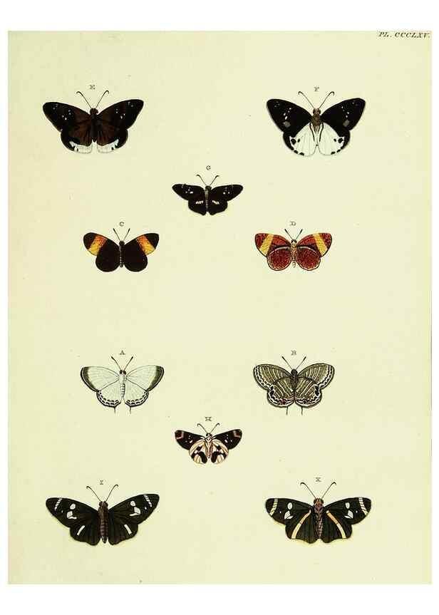 Reproducción/Reproduction 22422709360: De uitlandsche kapellen voorkomende in de drie waereld-deelen, Asia, Africa en America,. Amsteldam,Chez S. J. Baalde;1779-1782.