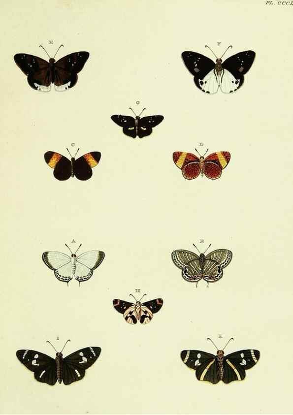 Reproducción/Reproduction 22422709360: De uitlandsche kapellen voorkomende in de drie waereld-deelen, Asia, Africa en America,. Amsteldam,Chez S. J. Baalde;1779-1782.