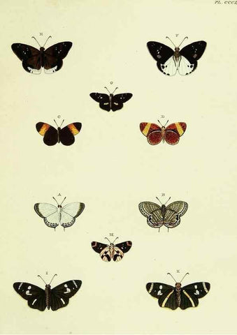 Reproducción/Reproduction 22422709360: De uitlandsche kapellen voorkomende in de drie waereld-deelen, Asia, Africa en America,. Amsteldam,Chez S. J. Baalde;1779-1782.