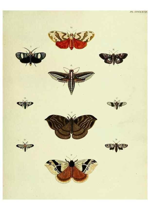 Reproducción/Reproduction 22597116472: De uitlandsche kapellen voorkomende in de drie waereld-deelen, Asia, Africa en America,. Amsteldam,Chez S. J. Baalde;1779-1782.
