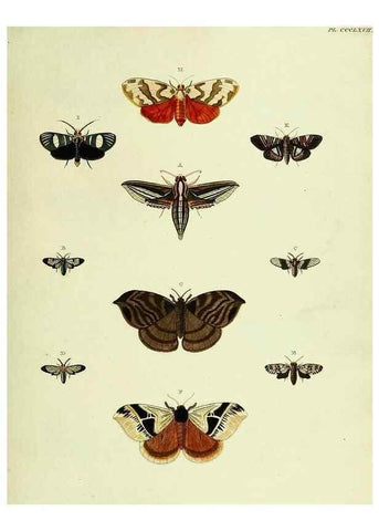 Reproducción/Reproduction 22597116472: De uitlandsche kapellen voorkomende in de drie waereld-deelen, Asia, Africa en America,. Amsteldam,Chez S. J. Baalde;1779-1782.