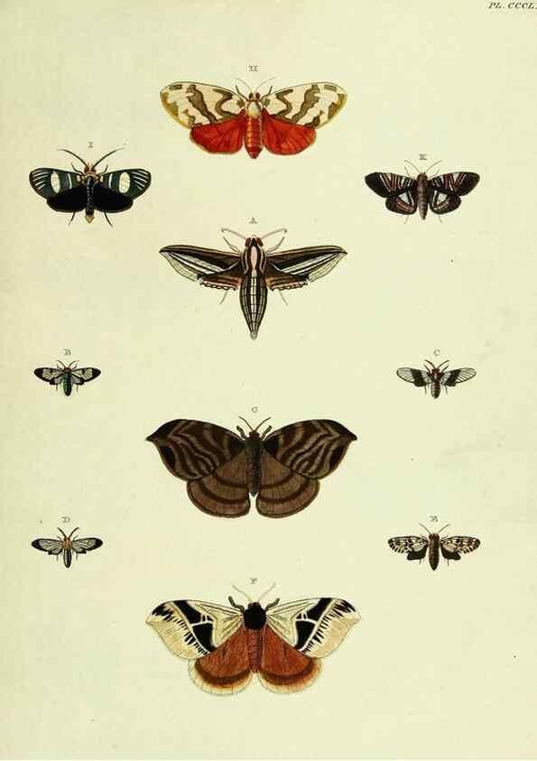 Reproducción/Reproduction 22597116472: De uitlandsche kapellen voorkomende in de drie waereld-deelen, Asia, Africa en America,. Amsteldam,Chez S. J. Baalde;1779-1782.