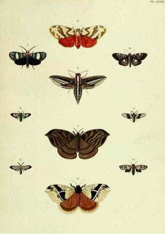 Reproducción/Reproduction 22597116472: De uitlandsche kapellen voorkomende in de drie waereld-deelen, Asia, Africa en America,. Amsteldam,Chez S. J. Baalde;1779-1782.