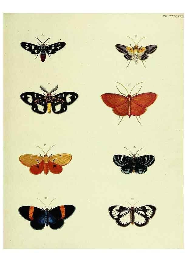 Reproducción/Reproduction 22610649645: De uitlandsche kapellen voorkomende in de drie waereld-deelen, Asia, Africa en America,. Amsteldam,Chez S. J. Baalde;1779-1782.