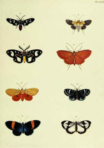 Reproducción/Reproduction 22610649645: De uitlandsche kapellen voorkomende in de drie waereld-deelen, Asia, Africa en America,. Amsteldam,Chez S. J. Baalde;1779-1782.