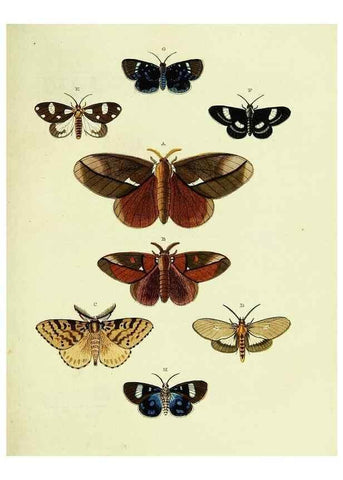 Reproducción/Reproduction 22597126862: De uitlandsche kapellen voorkomende in de drie waereld-deelen, Asia, Africa en America,. Amsteldam,Chez S. J. Baalde;1779-1782.