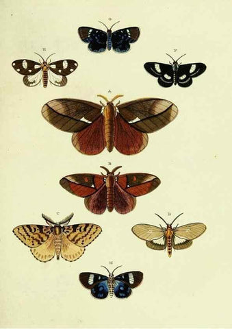 Reproducción/Reproduction 22597126862: De uitlandsche kapellen voorkomende in de drie waereld-deelen, Asia, Africa en America,. Amsteldam,Chez S. J. Baalde;1779-1782.
