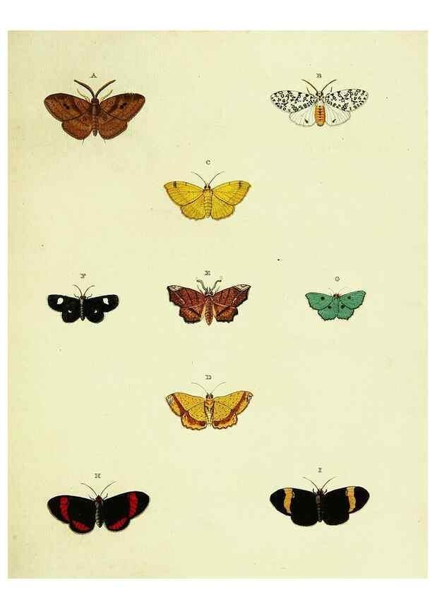 Reproducción/Reproduction 22610658165: De uitlandsche kapellen voorkomende in de drie waereld-deelen, Asia, Africa en America,. Amsteldam,Chez S. J. Baalde;1779-1782.