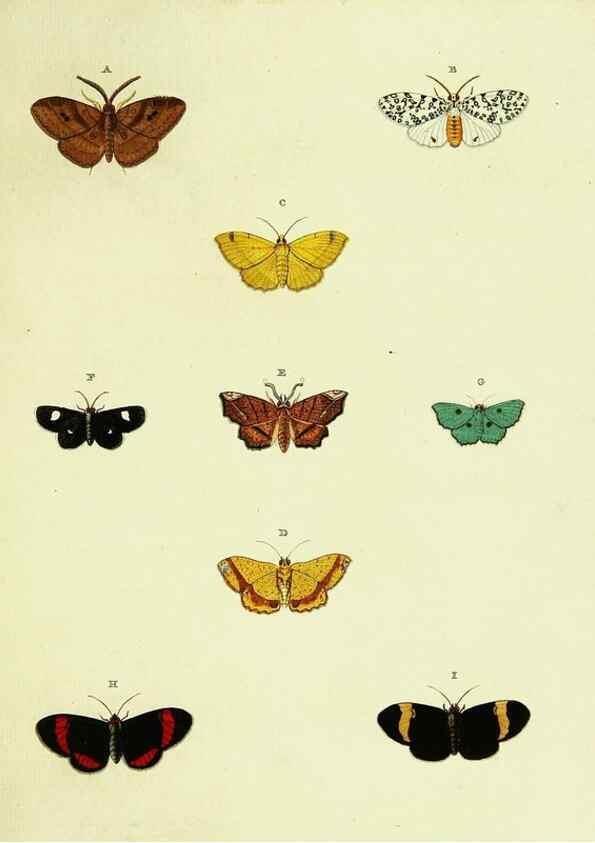 Reproducción/Reproduction 22610658165: De uitlandsche kapellen voorkomende in de drie waereld-deelen, Asia, Africa en America,. Amsteldam,Chez S. J. Baalde;1779-1782.