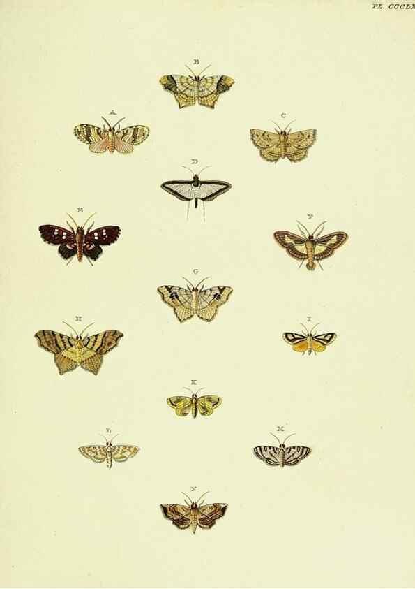 Reproducción/Reproduction 22597136662: De uitlandsche kapellen voorkomende in de drie waereld-deelen, Asia, Africa en America,. Amsteldam,Chez S. J. Baalde;1779-1782.