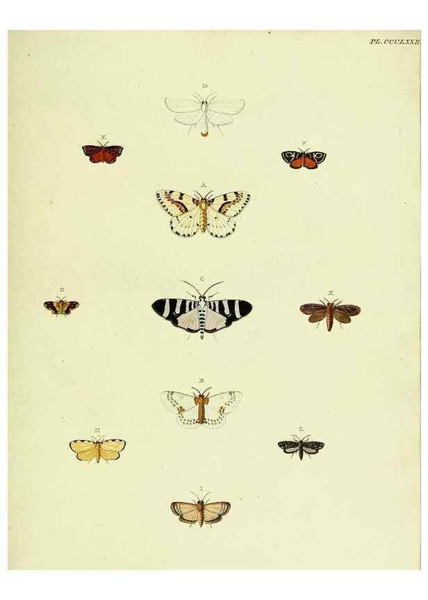 Reproducción/Reproduction 22621898001: De uitlandsche kapellen voorkomende in de drie waereld-deelen, Asia, Africa en America,. Amsteldam,Chez S. J. Baalde;1779-1782.