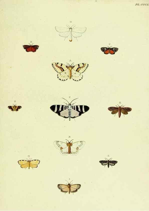 Reproducción/Reproduction 22621898001: De uitlandsche kapellen voorkomende in de drie waereld-deelen, Asia, Africa en America,. Amsteldam,Chez S. J. Baalde;1779-1782.