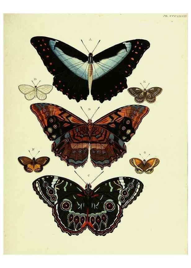 Reproducción/Reproduction 22597150942: De uitlandsche kapellen voorkomende in de drie waereld-deelen, Asia, Africa en America,. Amsteldam,Chez S. J. Baalde;1779-1782.