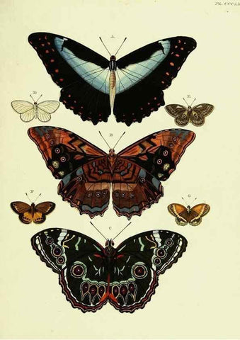 Reproducción/Reproduction 22597150942: De uitlandsche kapellen voorkomende in de drie waereld-deelen, Asia, Africa en America,. Amsteldam,Chez S. J. Baalde;1779-1782.