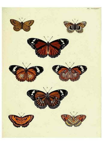 Reproducción/Reproduction 22597157992: De uitlandsche kapellen voorkomende in de drie waereld-deelen, Asia, Africa en America,. Amsteldam,Chez S. J. Baalde;1779-1782.