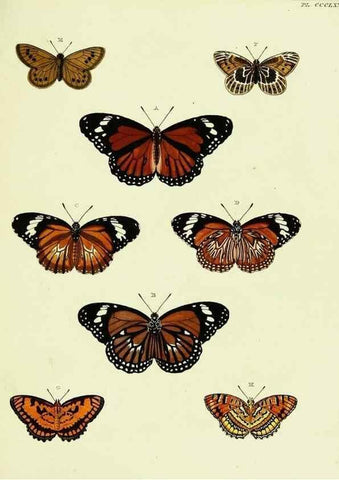 Reproducción/Reproduction 22597157992: De uitlandsche kapellen voorkomende in de drie waereld-deelen, Asia, Africa en America,. Amsteldam,Chez S. J. Baalde;1779-1782.