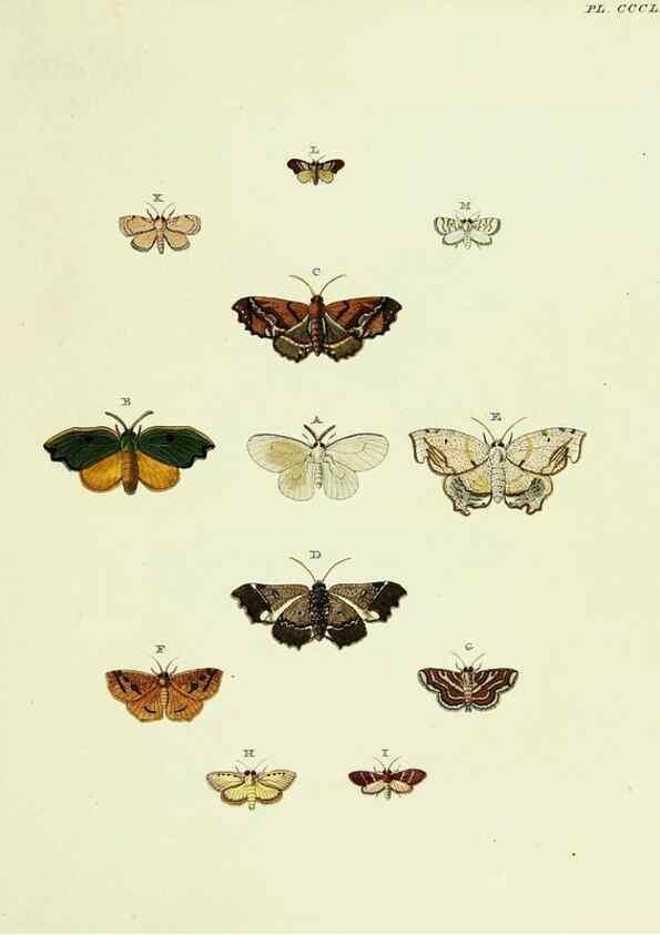 Reproducción/Reproduction 22422691110: De uitlandsche kapellen voorkomende in de drie waereld-deelen, Asia, Africa en America,. Amsteldam,Chez S. J. Baalde;1779-1782.