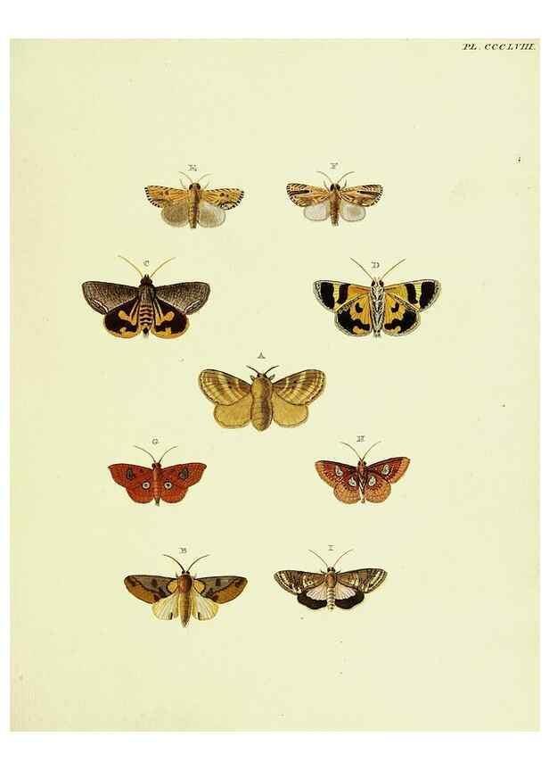 Reproducción/Reproduction 22621832781: De uitlandsche kapellen voorkomende in de drie waereld-deelen, Asia, Africa en America,. Amsteldam,Chez S. J. Baalde;1779-1782.