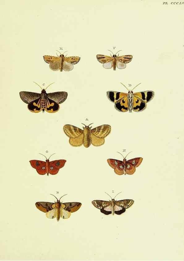 Reproducción/Reproduction 22621832781: De uitlandsche kapellen voorkomende in de drie waereld-deelen, Asia, Africa en America,. Amsteldam,Chez S. J. Baalde;1779-1782.