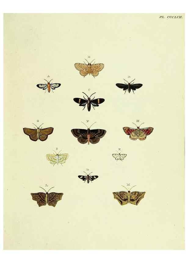 Reproducción/Reproduction 22621825251: De uitlandsche kapellen voorkomende in de drie waereld-deelen, Asia, Africa en America,. Amsteldam,Chez S. J. Baalde;1779-1782.