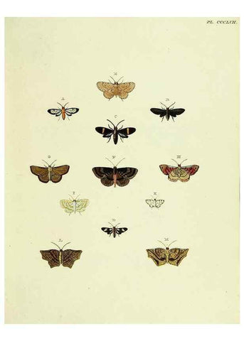 Reproducción/Reproduction 22621825251: De uitlandsche kapellen voorkomende in de drie waereld-deelen, Asia, Africa en America,. Amsteldam,Chez S. J. Baalde;1779-1782.