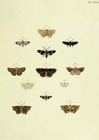 Reproducción/Reproduction 22621825251: De uitlandsche kapellen voorkomende in de drie waereld-deelen, Asia, Africa en America,. Amsteldam,Chez S. J. Baalde;1779-1782.
