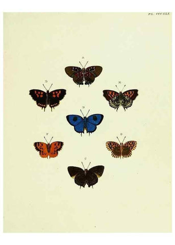 Reproducción/Reproduction 22610534485: De uitlandsche kapellen voorkomende in de drie waereld-deelen, Asia, Africa en America,. Amsteldam,Chez S. J. Baalde;1779-1782.