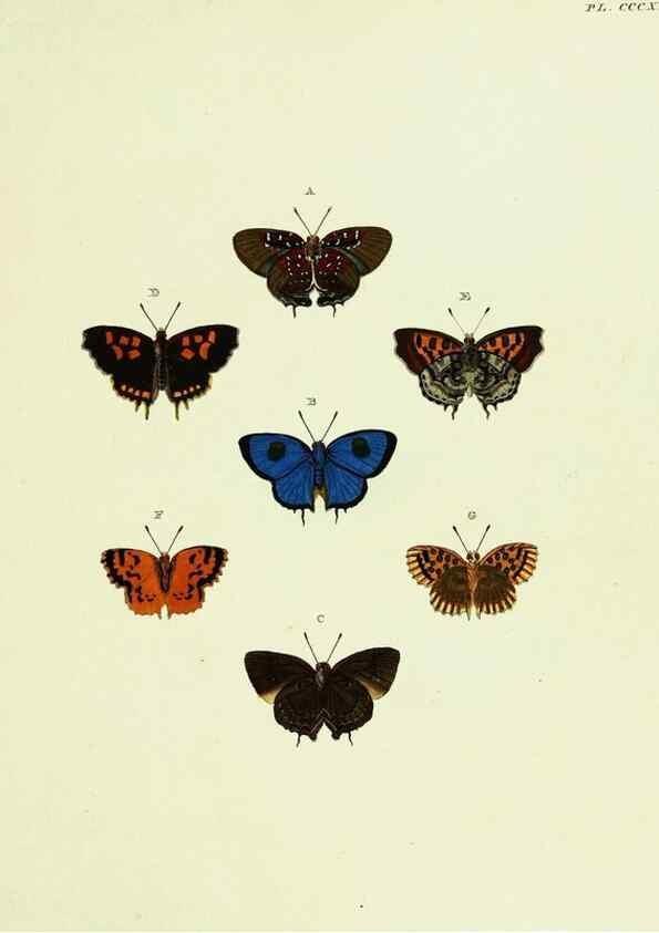 Reproducción/Reproduction 22610534485: De uitlandsche kapellen voorkomende in de drie waereld-deelen, Asia, Africa en America,. Amsteldam,Chez S. J. Baalde;1779-1782.